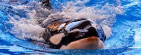 Marine authorities issue warnings as orca groups increasingly, according to reports, show aggressive behaviour toward passing vessels