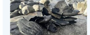 Mystery as a Cargo of Shoes Likely Lost 150 Years Ago Washes Up in Wales