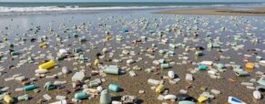 After years of plastic cleanup, marine ecosystems started repairing themselves