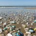 After years of plastic cleanup, marine ecosystems started repairing themselves