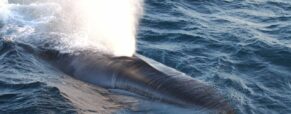 Fin Whale Ship Strikes Surge In Chilean Waters
