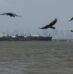 India Linked Ship Carrying Cooking Fuel Manages Hormuz Exit